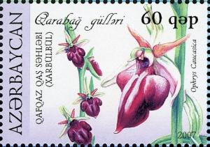 Colnect-1603-593-Ophrys-caucasica.jpg