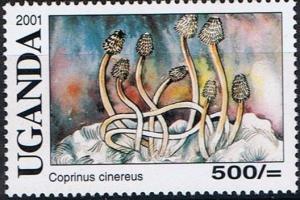 Colnect-4474-026-Coprinus-cinereus.jpg