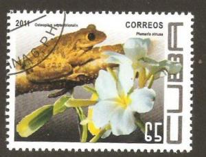 Colnect-4496-710-Cuban-Tree-Frog-Osteopilus-septentrionalis-Frangipani-Pl.jpg