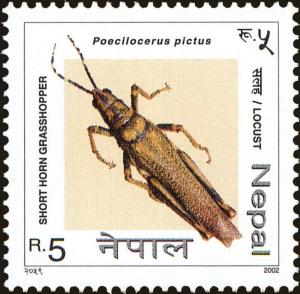 Colnect-4974-035-Aak-Grasshopper-Poekilocerus-pictus.jpg
