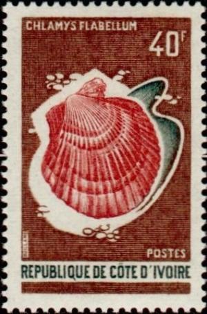 Colnect-955-387-Scallop-Chlamys-flabellum.jpg