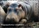Colnect-6026-366-Hippopotamus-amphhibius.jpg