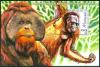 Colnect-1433-985-Bornean-Orangutan-Pongo-pygmaeus.jpg