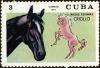 Colnect-4828-598-Criollo-Horse-Equus-ferus-caballus.jpg
