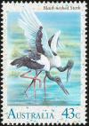 Colnect-604-112-Black-necked-Stork-Ephippiorhynchus-asiaticus.jpg