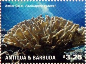 Colnect-3013-000-Antler-Coral-Pocillopora-eydouxi.jpg