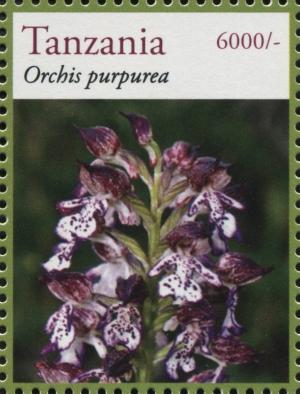 Colnect-3055-677-Orchis-purpurea.jpg