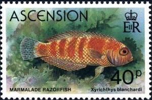 Colnect-4520-150-Marmalade-Razorfish-Xyrichthys-blanchardi-.jpg