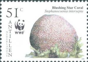 Colnect-966-943-Blushing-Star-Coral-Stephanocoenia-intersepta.jpg