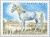 Colnect-148-194-Camargue-Horse-Equus-ferus-caballus.jpg