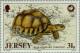 Colnect-127-249-Ploughshare-Tortoise-Geochelone-yniphora.jpg