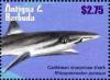 Colnect-5942-702-Caribbean-Sharpnose-Shark-Rhizoprionodon-porosus.jpg