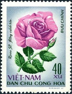 Colnect-5876-691-Lilac-rose-Rosa-hybr-rosaceae.jpg