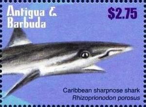 Colnect-5942-702-Caribbean-Sharpnose-Shark-Rhizoprionodon-porosus.jpg