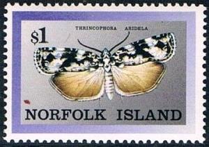 Colnect-2412-516-Noctuid-Moth-Thrincophora-aridela.jpg