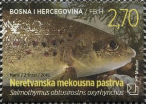 Colnect-5817-280-Neretva-trout-Salmothymus-obtusirostris-oxyrhynchus.jpg