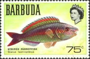 Colnect-731-752-Striped-Parrotfish-Scarus-taeniopterus.jpg