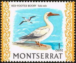 Colnect-833-994-Red-footed-Booby-Sula-sula.jpg