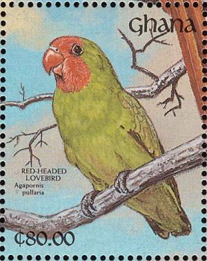 Colnect-1459-778-Red-headed-Lovebird%C2%A0Agapornis-pullaria.jpg
