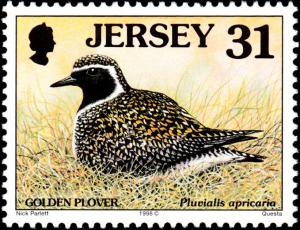 Colnect-6245-754-Golden-Plover-Pluvialis-apricaria.jpg