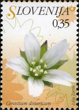 Colnect-712-508-Flowers-of-Slovenia---Cerastium-dinaricum.jpg
