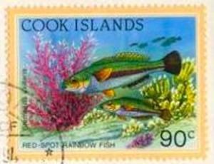Colnect-4065-350-Redspot-Rainbow-Fish-Stethojulis-axillaris.jpg