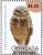 Colnect-4523-316-Burrowing-Owl----Athene-cunicularia.jpg