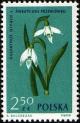 Colnect-3931-392-Common-snowdrop-Galanthus-nivalis.jpg
