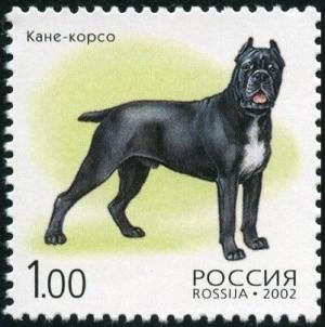 Colnect-6246-577-Cane-Corso-Canis-lupus-familiaris.jpg