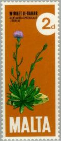 Colnect-130-496-Centaurea-spathulata-Maltese-Centaury.jpg