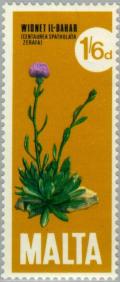 Colnect-130-499-Centaurea-spathulata-Maltese-Centaury.jpg