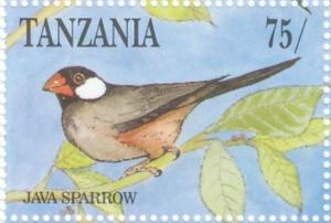 Colnect-1745-615-Java-Sparrow-Padda-oryzivora.jpg