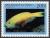 Colnect-854-775-Heavyback-Parrotfish-Scarus-gibbus.jpg