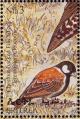 Colnect-1744-744-Chestnut-backed-Sparrow-Lark-Eremopterix-leucoptis.jpg