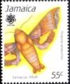 Colnect-2758-624-Moth-Perigonia-jamaicensis.jpg