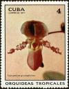 Colnect-4828-582-Cypripedium-gloucophyllum.jpg