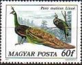 Colnect-584-890-Green-Peafowl-Pavo-muticus.jpg