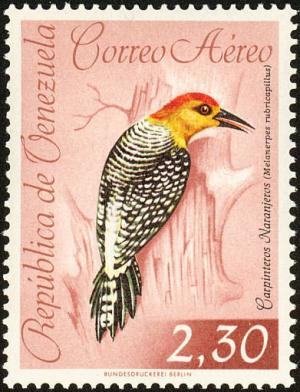 Colnect-2287-725-Red-crowned-Woodpecker-Melanerpes-rubricapillus.jpg