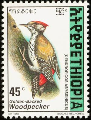 Colnect-2890-995-Abyssinian-Woodpecker-Dendropicos-abyssinicus.jpg