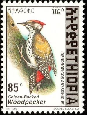 Colnect-2891-208-Abyssinian-Woodpecker-Dendropicos-abyssinicus.jpg
