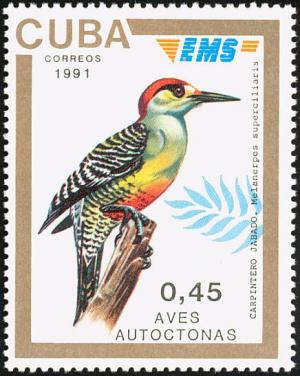 Colnect-3568-377-West-Indian-Woodpecker-Melanerpes-superciliaris.jpg