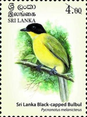 Colnect-4611-313-Sri-Lanka-Black-capped-Bulbul-Pycnonotus-melanicterus.jpg
