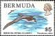 Colnect-1491-895-Bermuda-Petrel-Pterodroma-cahow.jpg