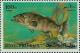 Colnect-1534-854-Malabar-grouper-Epinephelus-malabaricus.jpg