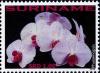 Colnect-4044-945-Phalaenopsis-sp.jpg