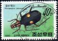 Colnect-1666-786-Beetle-Pheropsophus-jessoenis.jpg