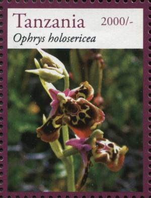 Colnect-3055-679-Ophrys-holosericea.jpg