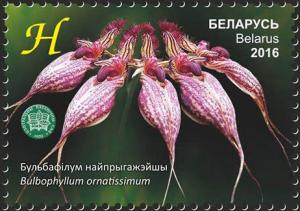 Colnect-3129-341-Bulbophyllum-ornatissimum.jpg