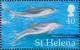 Colnect-4718-415-Striped-dolphin-Stenella-coeruleoalba.jpg