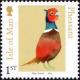 Colnect-5291-545-Ring-necked-Pheasant-Phasianus-colchicus.jpg